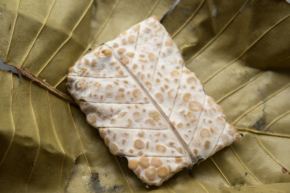 Tempeh Starter Kultur Pulver) Rhizopus OligosporusTempeh selber